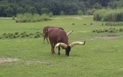 Things to Do in Lichfield