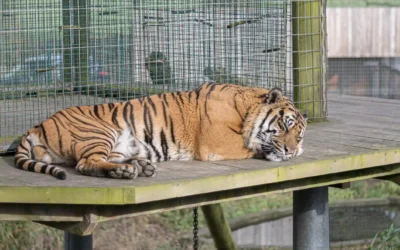 Chester Zoo | Everything You Need to Know