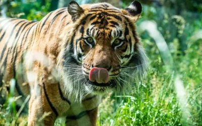 London Zoo