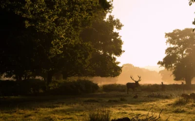 Richmond Park London